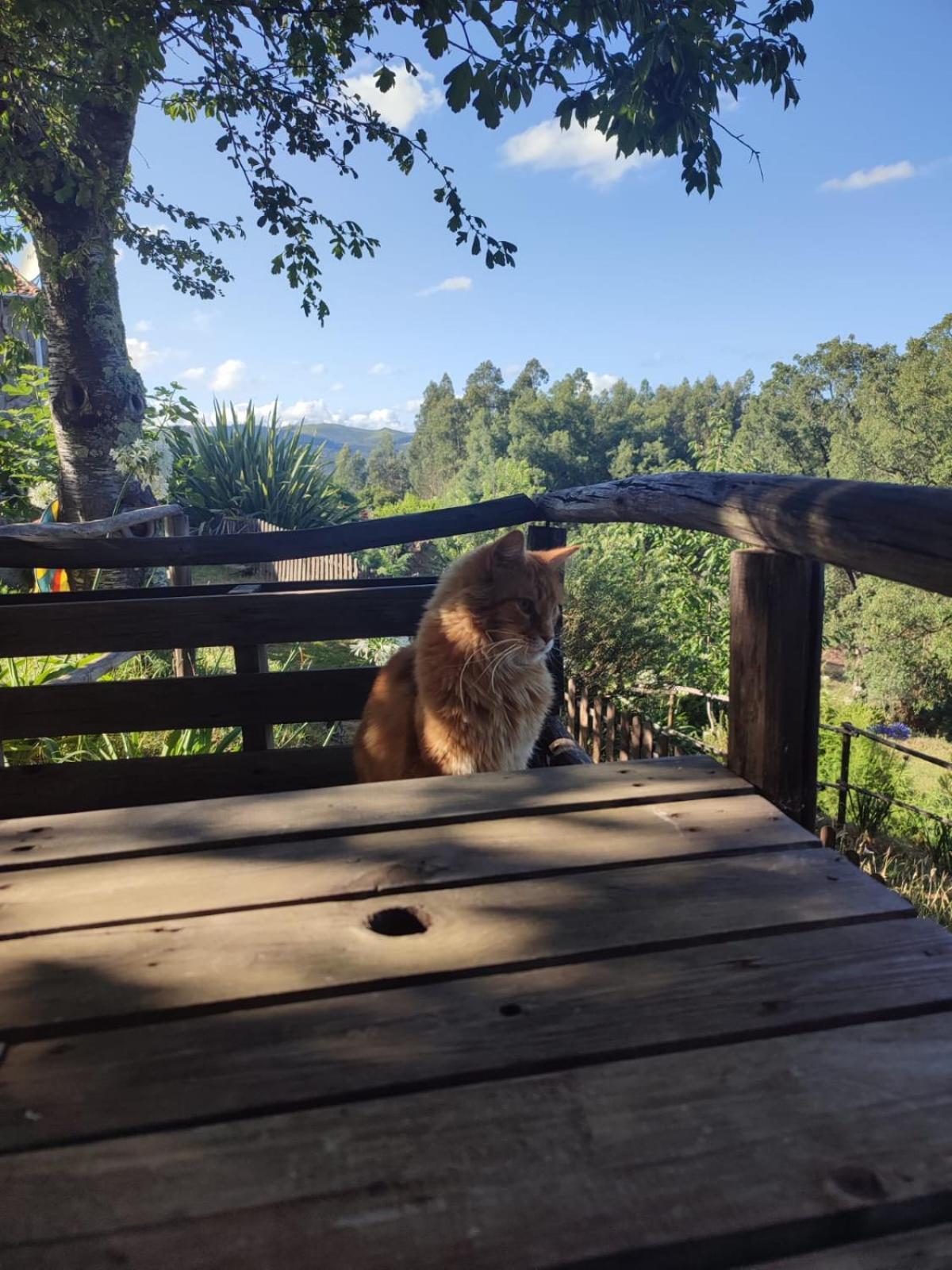 Alojamento Casa Do Cabeco Alombada Macinhata do Vouga Zewnętrze zdjęcie